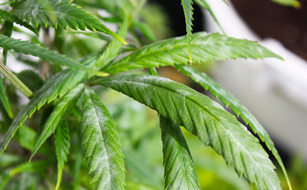 Небольшой налет на листьях конопли