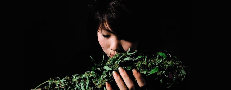 запах конопли