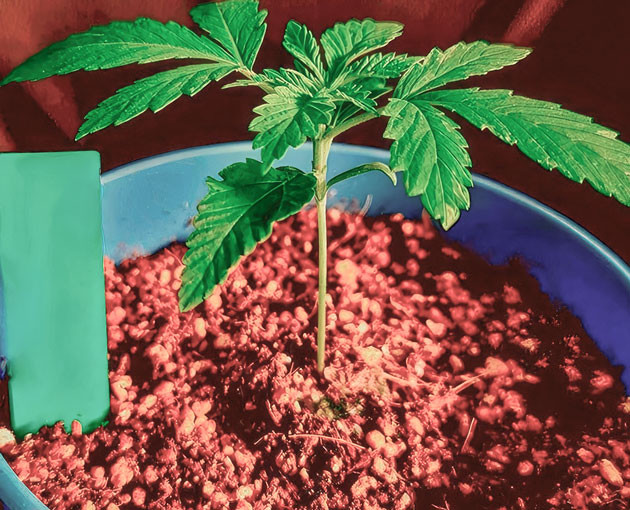 Росток DDoS #33 от Herbies Seeds