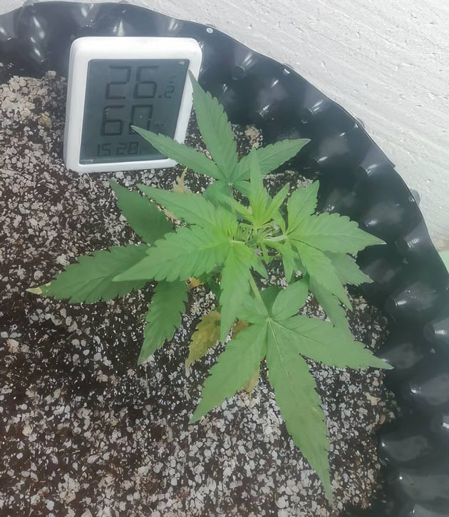 Растишка Alpha 21 от AlphaFem Seeds на 2 неделе