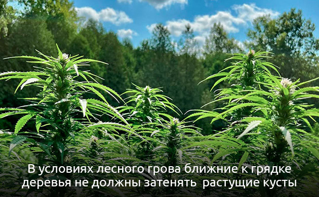 Выбор правильного места для выращивания