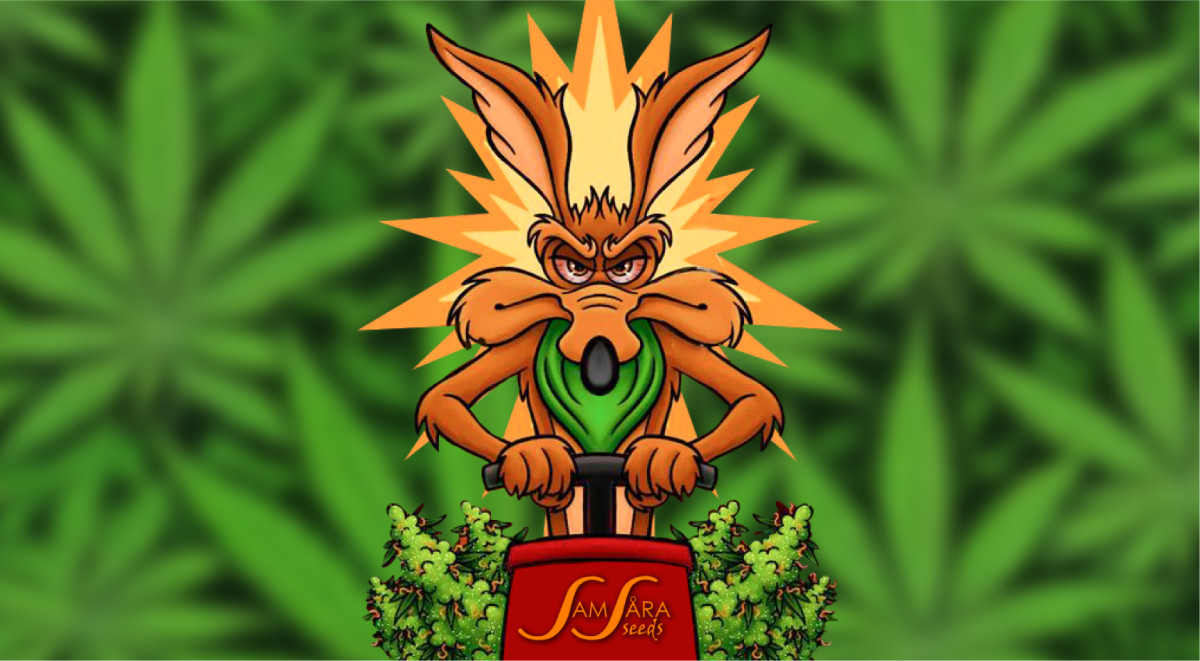 Индика от Samsara Seeds