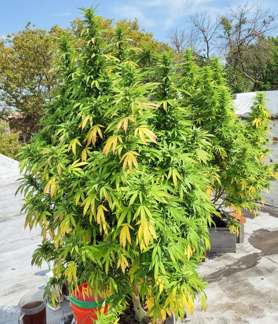 Изменение цвета куста на желтый и оранжевый