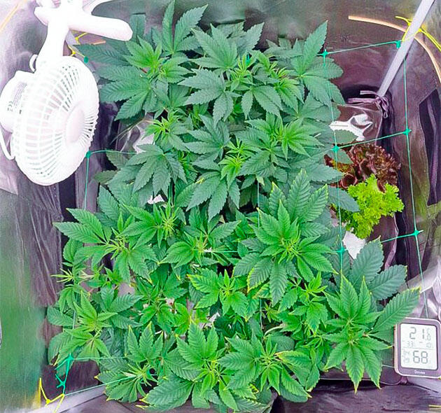 Кусты Poddy Mouth на фазе вегетации