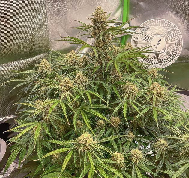 Кусты Apollo F1 Auto на 8 неделе выращивания