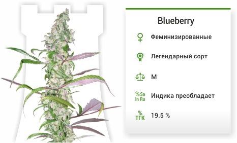 описание сорта Blueberry