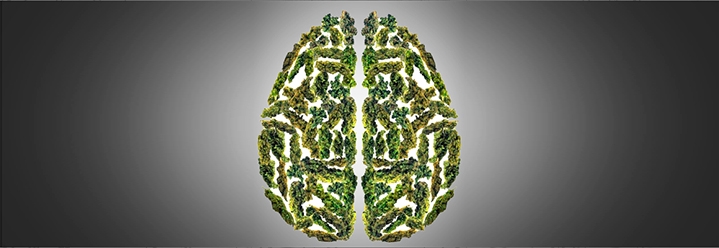 Влияние конопли на мозг