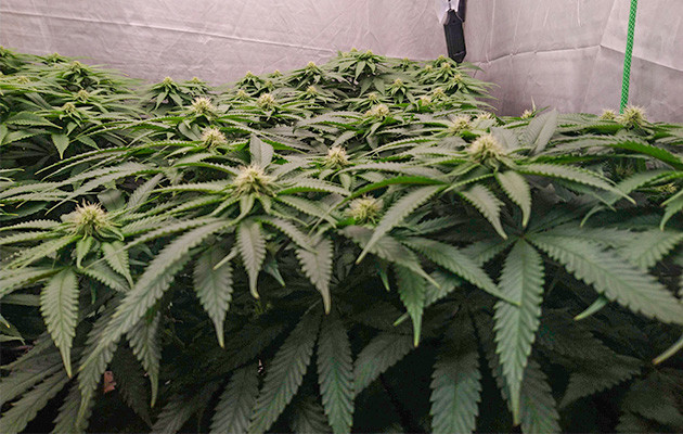 8 и 9 недели выращивания