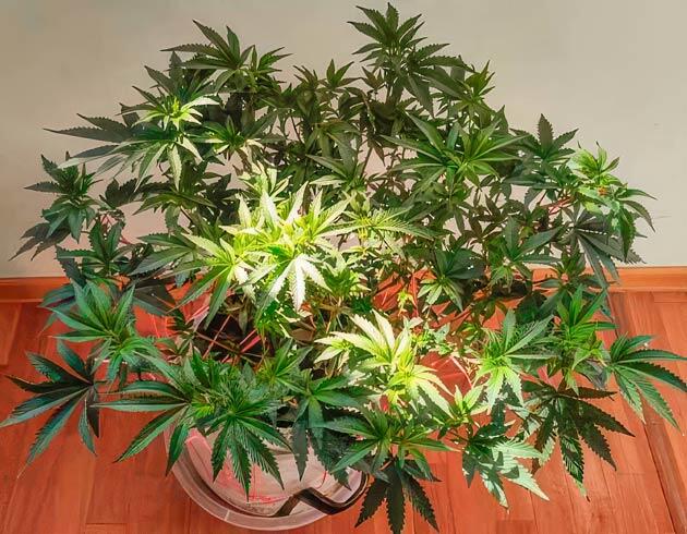 Dozy Doz от AlphaFem Seeds