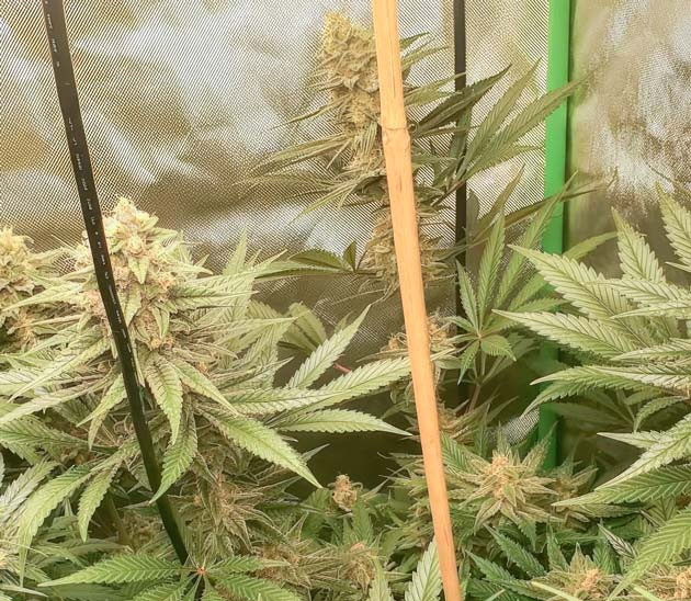 Куст Cafe Racer на последних неделях выращивания