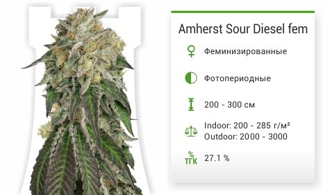 Amherst Sour Diesel