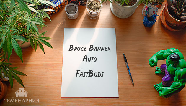 Гроурепорт сорта Bruce Banner Auto