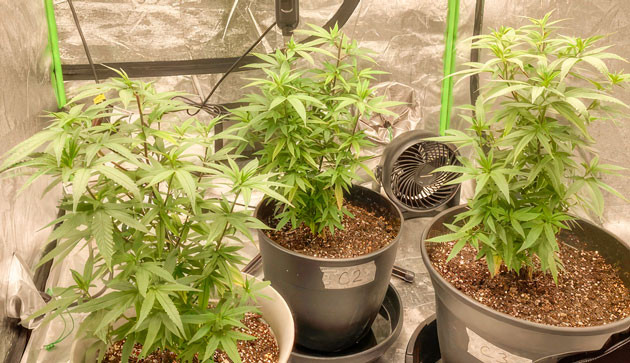 Кусты Blueberry Muffin на 8 неделе выращивания