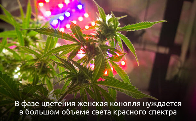 Спектры света для выращивания конопли