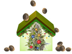 Сенсимилья