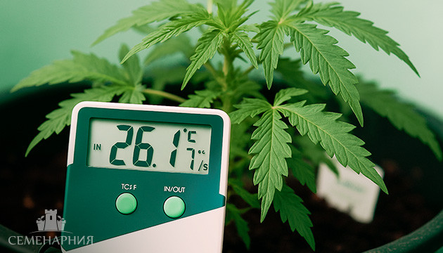 Температура для каннабиса