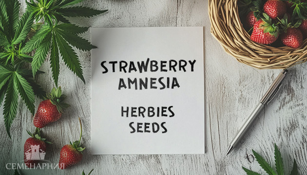 Выращивание сорта марихуаны Strawberry Amnesia в индоре Гроурепорт сорта Strawberry Amnesia
