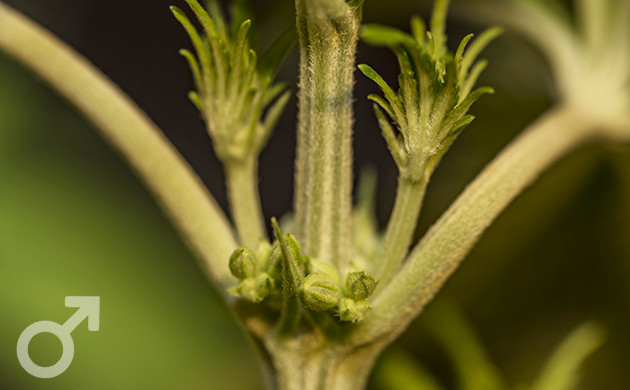 Мужские гроздья с пыльцой