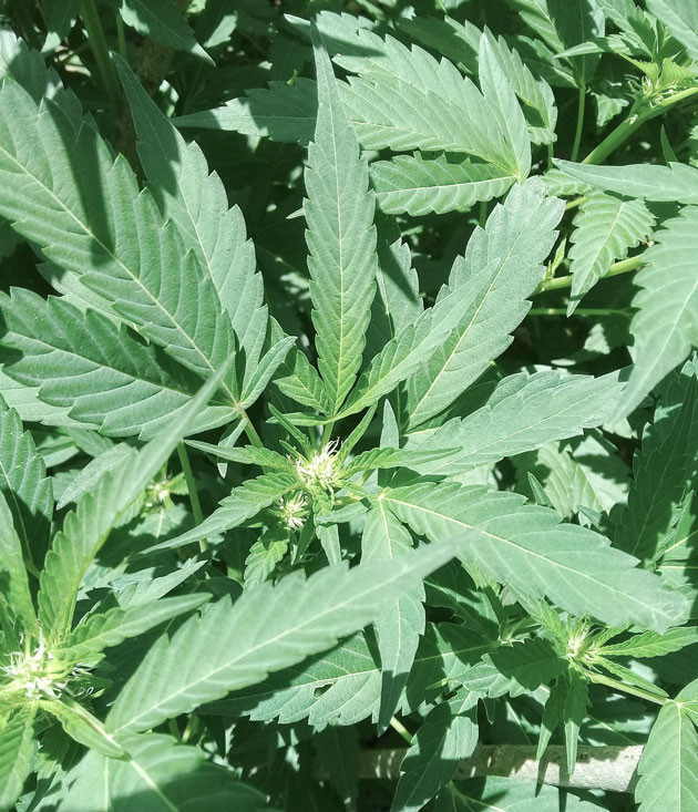 Куст конопли ростом 160 см