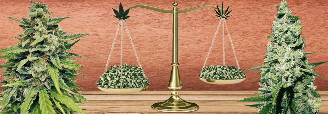 Индика и Сатива урожайность