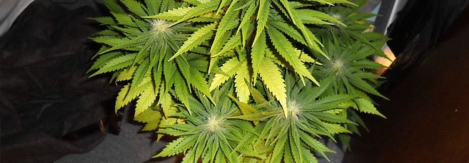 Листья марихуаны пожелтели
