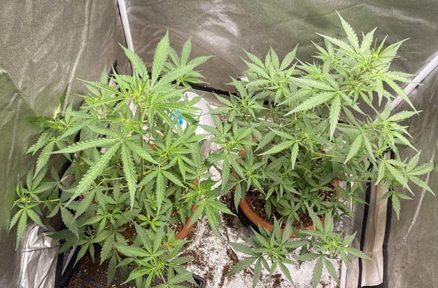 Кусты Banana Purple Punch Auto от FastBuds на 5 неделе