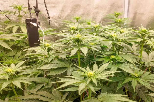 Кусты Lemon Tree от Barney's Farm на стадии цветения