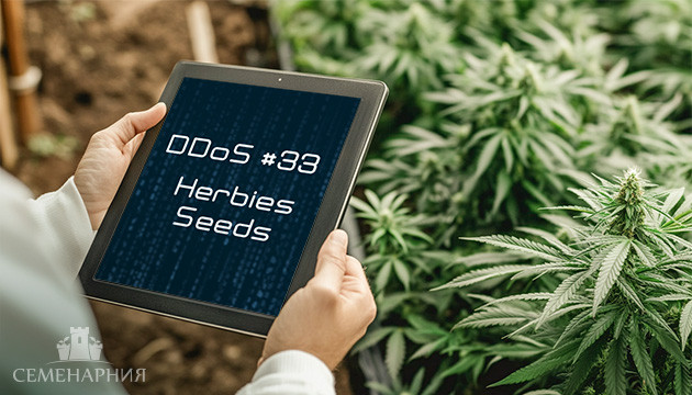 Гроурепорт сорта DDoS #33 fem