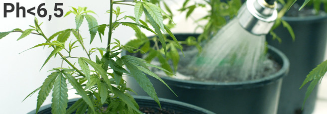 Полив автоцвета нас стадии цветения