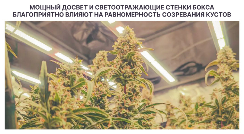 Равномерное созревание кустов конопли