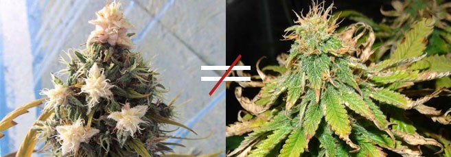 Из за чего появляются белые наросты на конопле