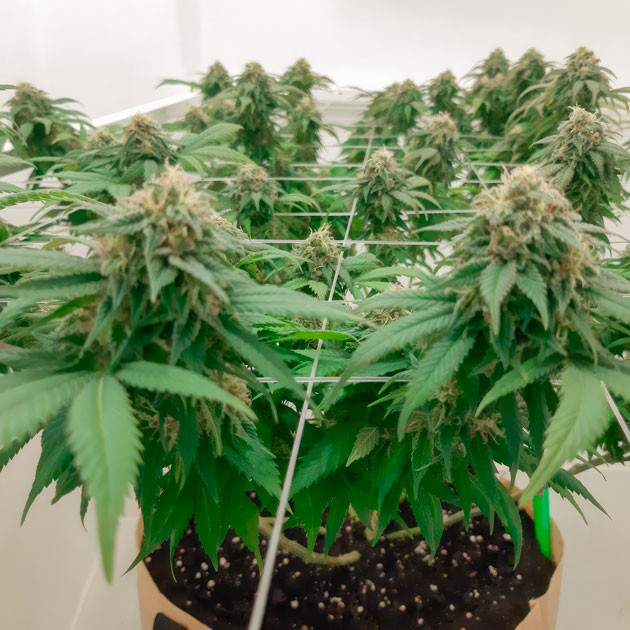 Куст Blackberry Moonrocks на 16 неделе