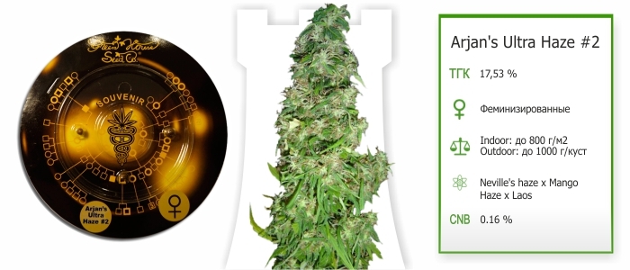 Arjan's Ultra Haze #2