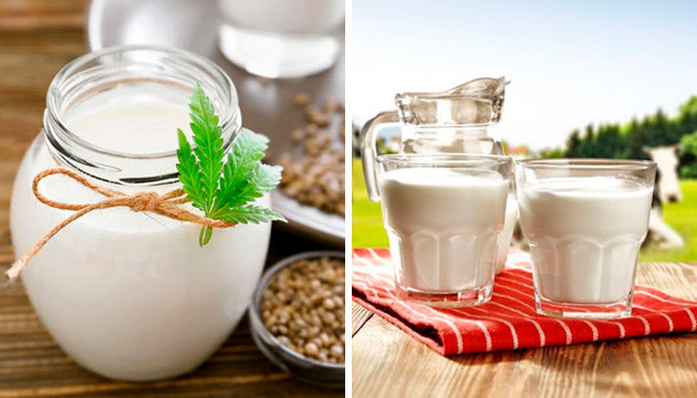 Молоко из семян конопли и коровье молоко