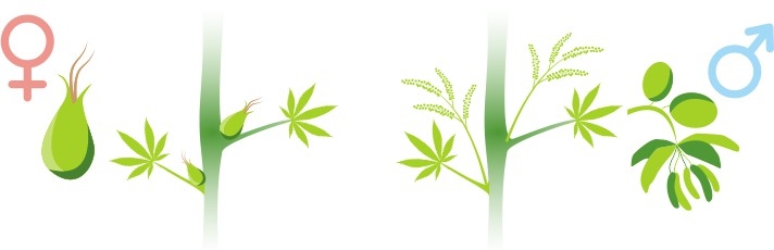 предцветы конопли