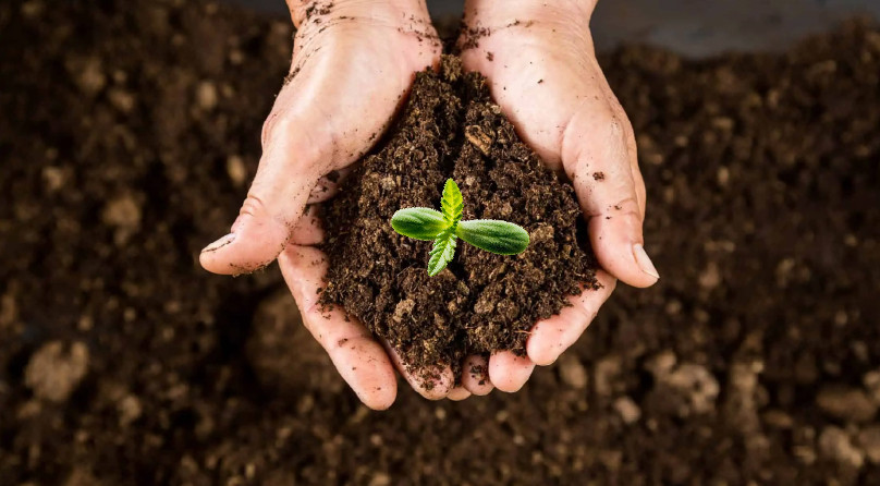 Росток конопли в субстрате