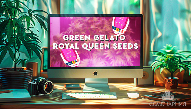 Выращивание сорта марихуаны Green Gelato в аутдоре Гроурепорт сорта Green Gelato