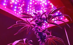 Красные лампы для конопли