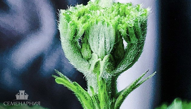 Куст после FIM