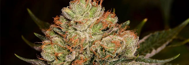 Созревшие неопыленные соцветия