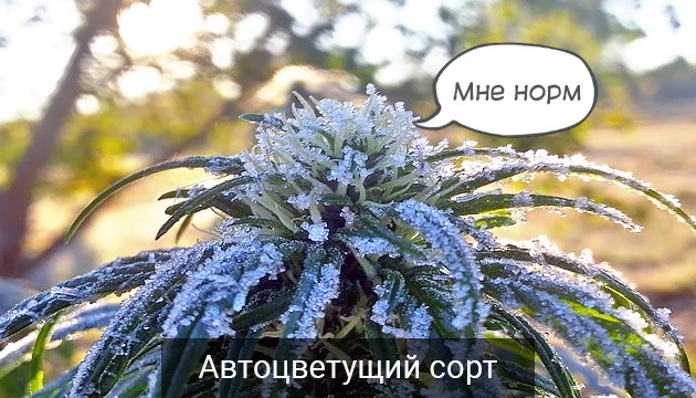 Автоцветы более устойчивы к холоду