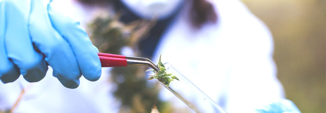 Как выполнить суперкроппинг марихуаны