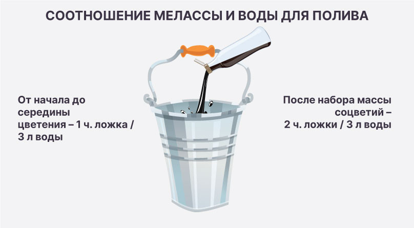 Соотношение мелассы и воды для полива