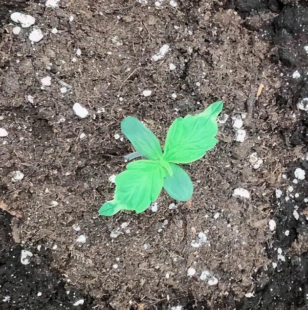 Росток Godzilla Cookies Auto от Herbies Seeds на 1 неделе