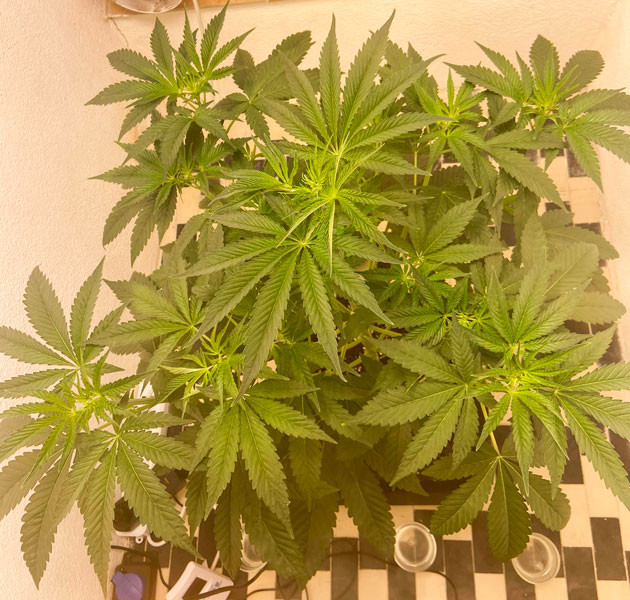 Куст Chemical Bride от Green House Seeds на 4 неделе