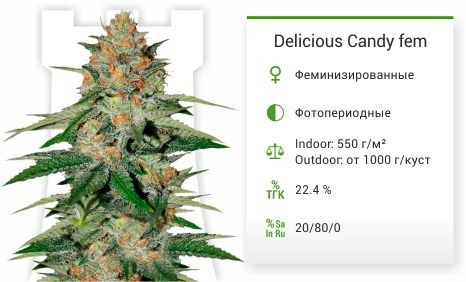Delicious Candy fem (Delicious Seeds)