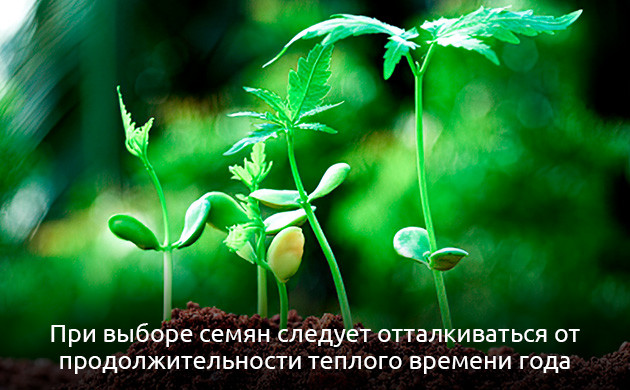 Инструктаж по выращиванию конопли в открытом грунте