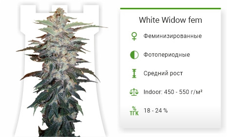 Характеристики сорта White Widow от Nirvana Seeds