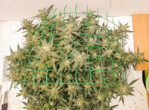 Куст Alpha 21 на 10-12 неделе выращивания