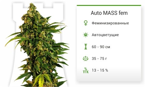 Auto MASS fem от Grass-O-Matic